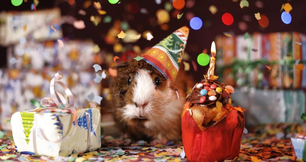 a happy guinea pig celebrating a birthday